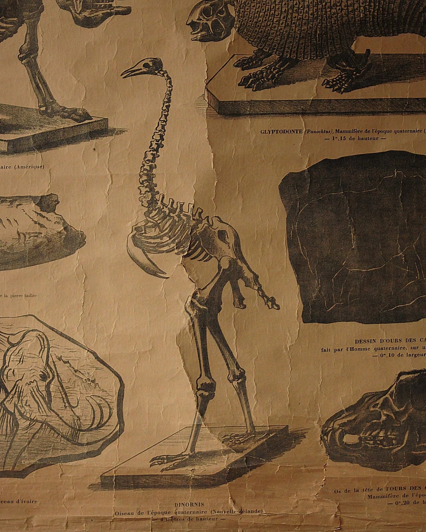 19. Yüzyıl Sorbonne Üniversitesi Paleontoloji Eğitim Tablosu, M. Gaston Bonnier detay görseli 5