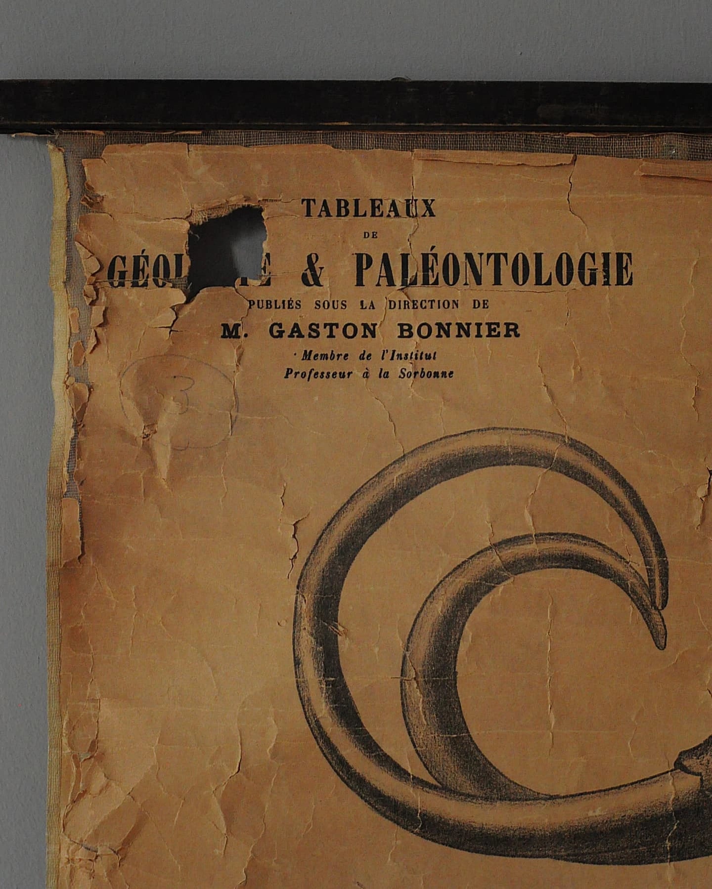 19. Yüzyıl Sorbonne Üniversitesi Paleontoloji Eğitim Tablosu, M. Gaston Bonnier detay görseli 4