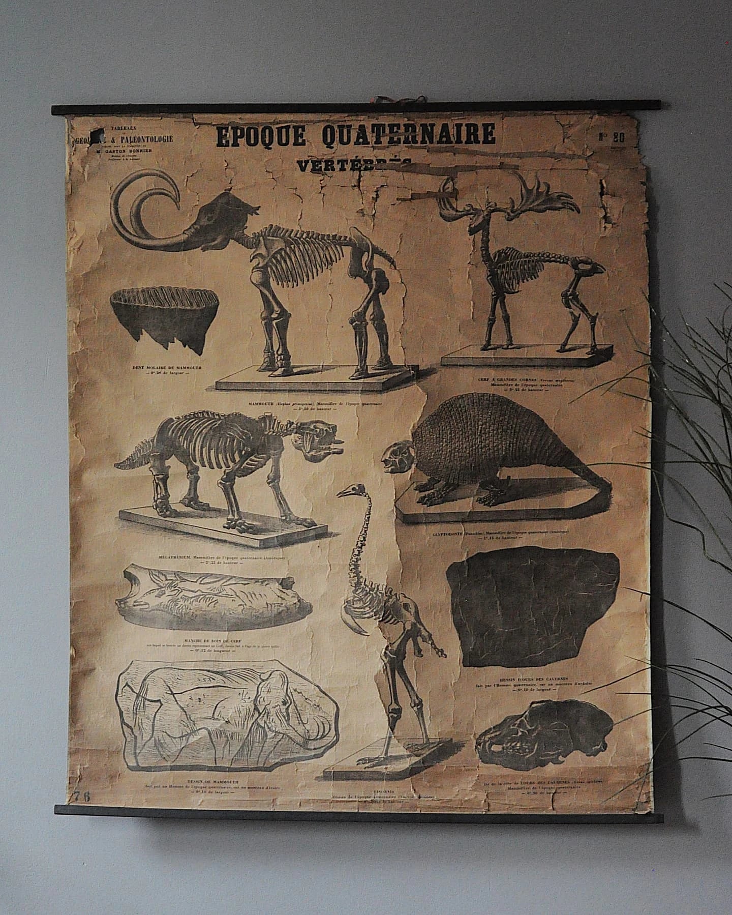 19. Yüzyıl Sorbonne Üniversitesi Paleontoloji Eğitim Tablosu, M. Gaston Bonnier