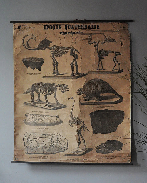 19. Yüzyıl Sorbonne Üniversitesi Paleontoloji Eğitim Tablosu, M. Gaston Bonnier