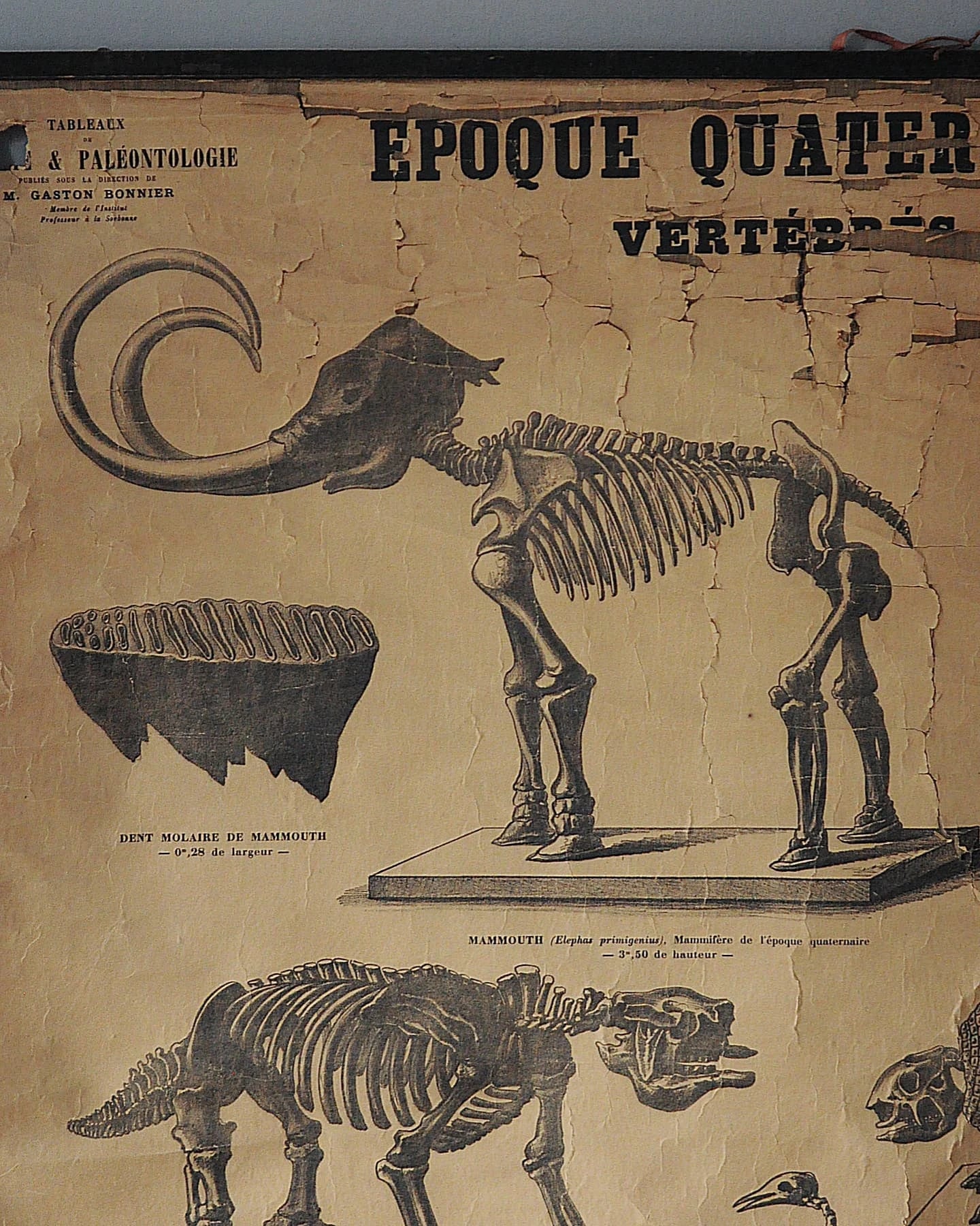 19. Yüzyıl Sorbonne Üniversitesi Paleontoloji Eğitim Tablosu, M. Gaston Bonnier