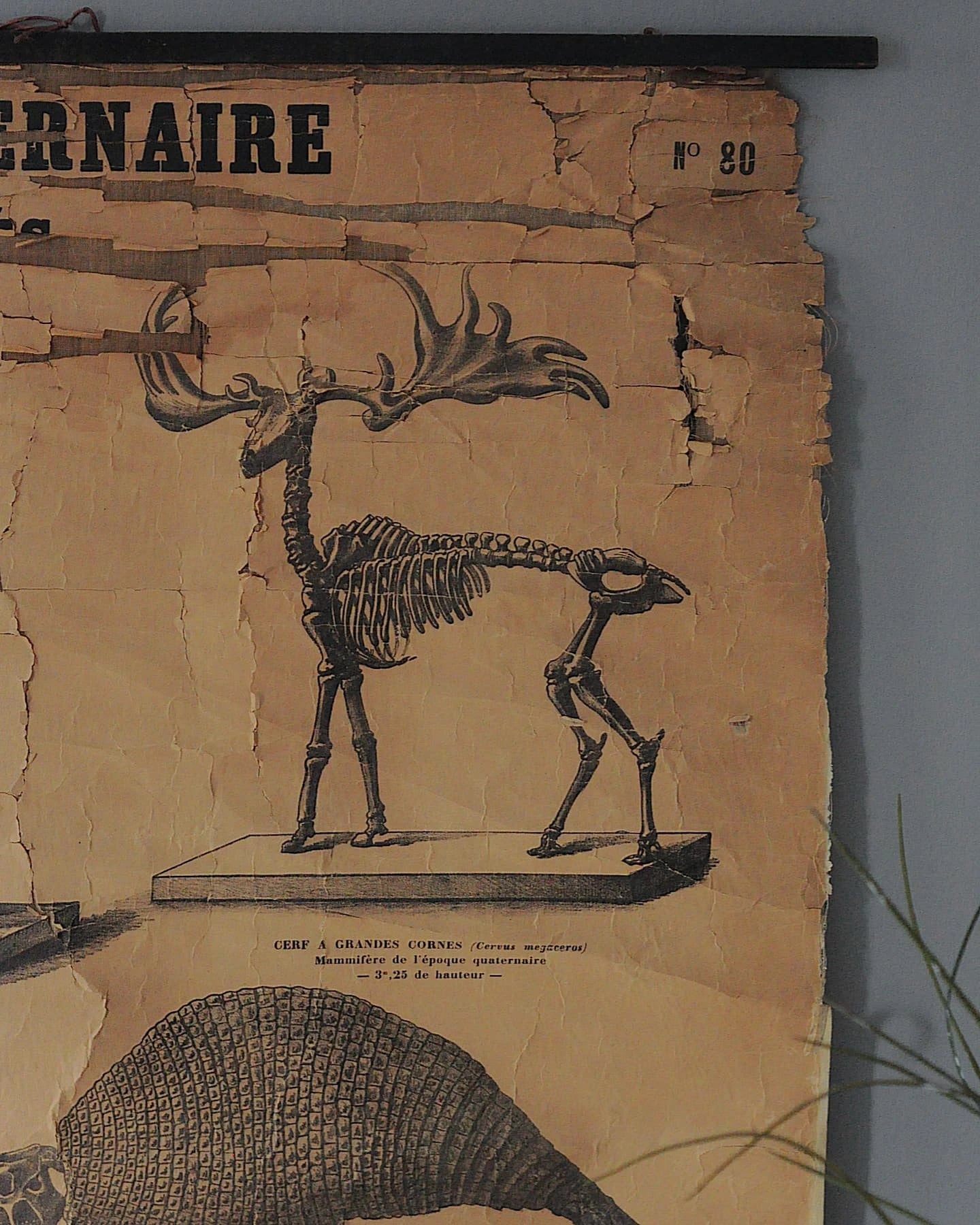 19. Yüzyıl Sorbonne Üniversitesi Paleontoloji Eğitim Tablosu, M. Gaston Bonnier detay görseli 3