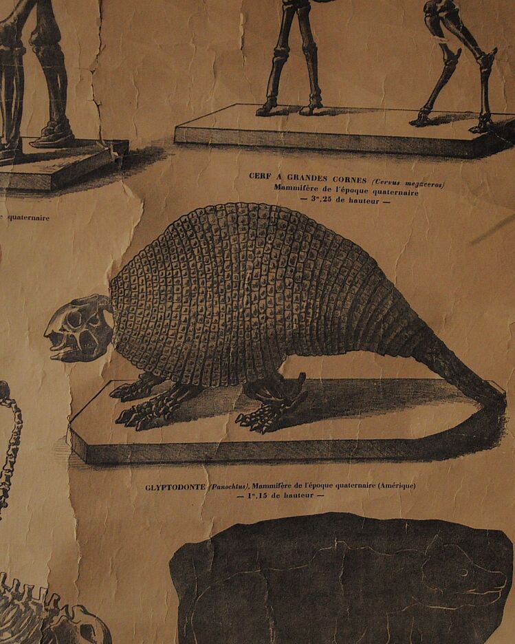 19. Yüzyıl Sorbonne Üniversitesi Paleontoloji Eğitim Tablosu