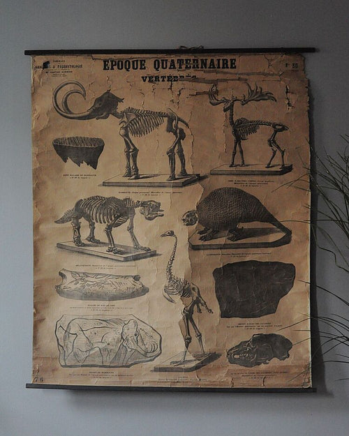 19. Yüzyıl Sorbonne Üniversitesi Paleontoloji Eğitim Tablosu
