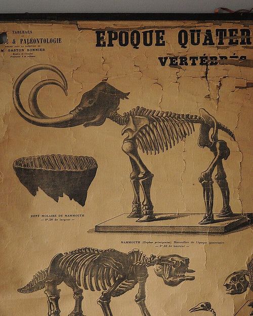 19. Yüzyıl Sorbonne Üniversitesi Paleontoloji Eğitim Tablosu